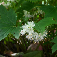 Virginia Waterleaf (Hydrophyllum virginianum) BARE ROOT - SHIPS BEGINNING WEEK OF 12/2