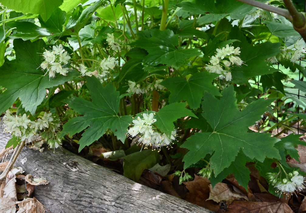 Waterleaf Roots Virginia Waterleaf (Hydrophyllum virginianum) BARE ROOT — Native Plants ...