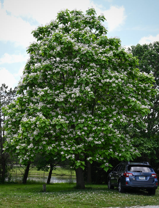 Northern Catalpa (Catalpa speciosa)