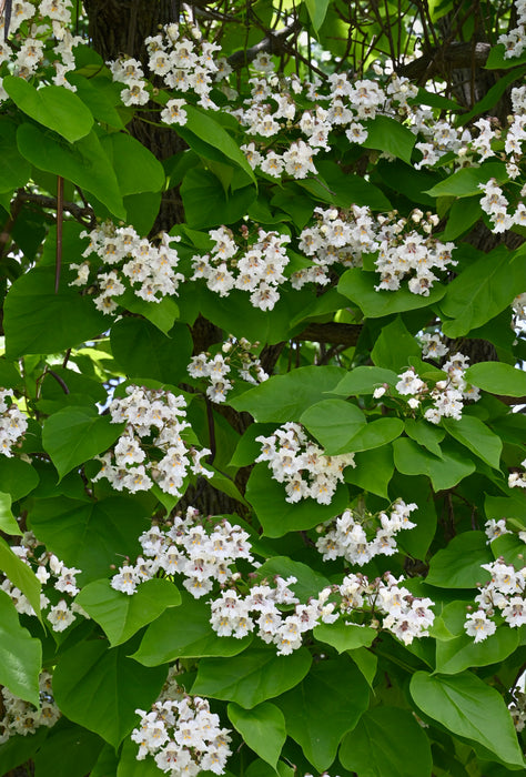 Northern Catalpa (Catalpa speciosa)