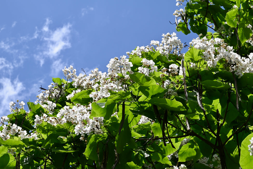Northern Catalpa (Catalpa speciosa)