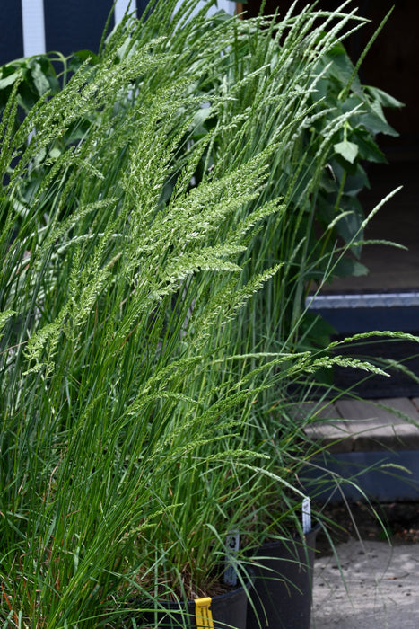 June Grass (Koeleria macrantha) 1 GAL