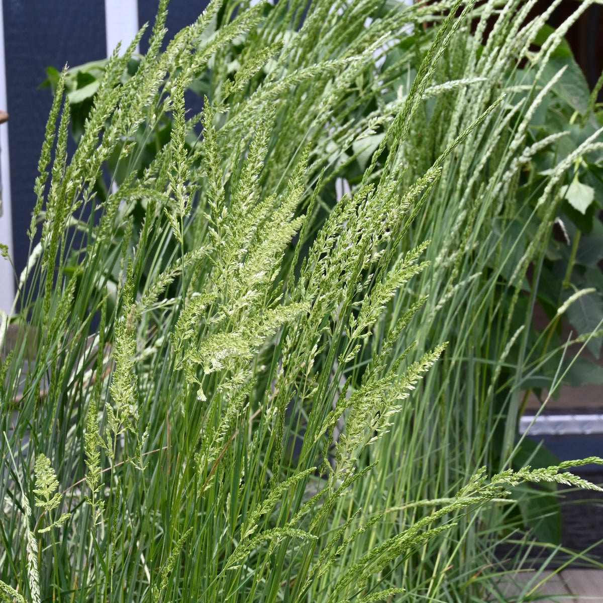 June Grass (Koeleria macrantha) 1 GAL — Native Plants Unlimited LLC