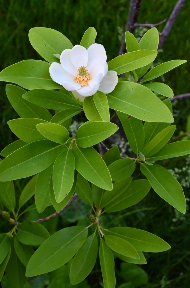 Sweetbay Magnolia (Magnolia virginiana)