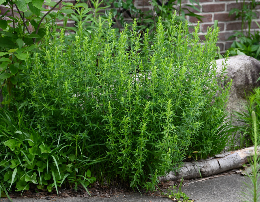 Common Mountain Mint (Pycnanthemum virginianum) 1 GAL