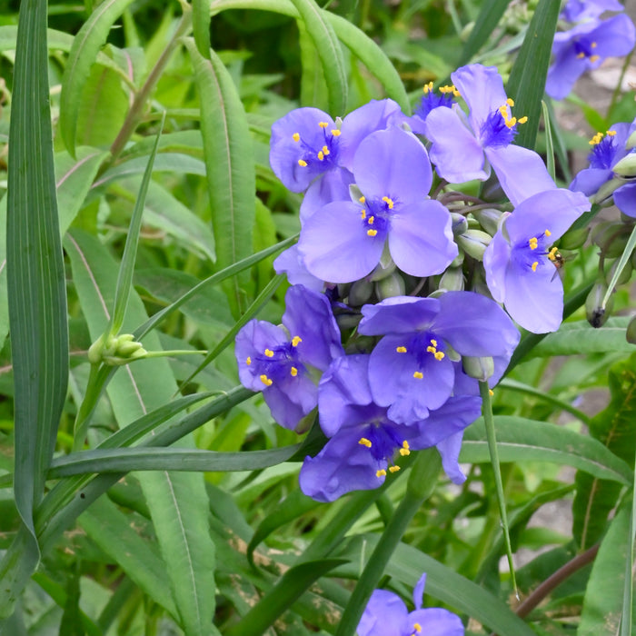 Ohio Spiderwort (Tradescantia ohiensis) 2x2x3" Pot