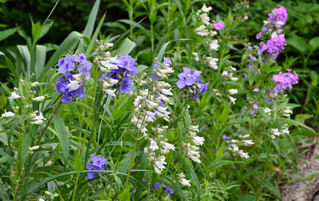 Ohio Spiderwort (Tradescantia ohiensis) 2x2x3" Pot