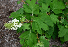 Oakleaf Hydrangea (Hydrangea quercifolia)