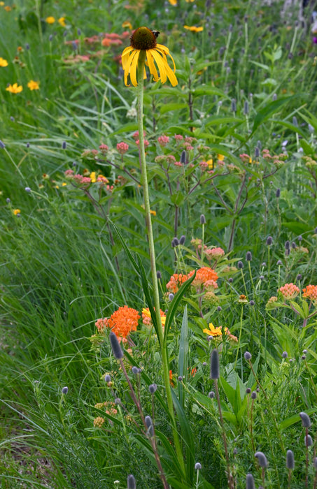Ozark Coneflower (Echinacea paradoxa)