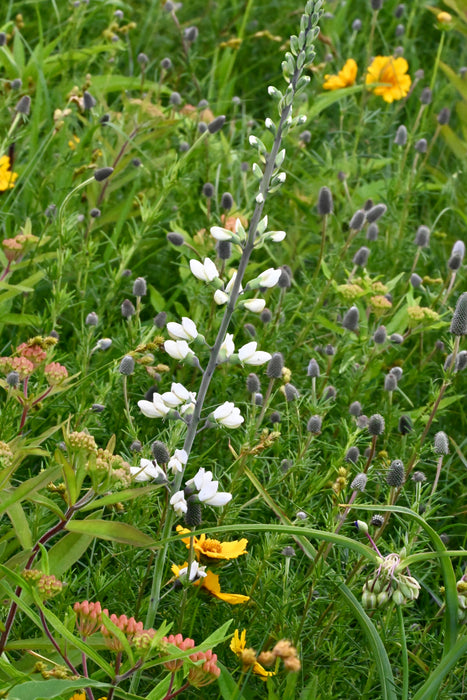 White False Indigo (Baptisia alba) 2x2x3" Pot