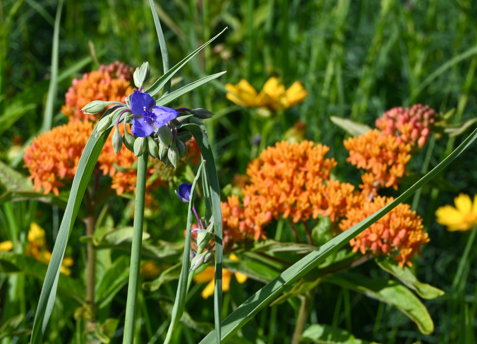 Ohio Spiderwort (Tradescantia ohiensis) 2x2x3" Pot