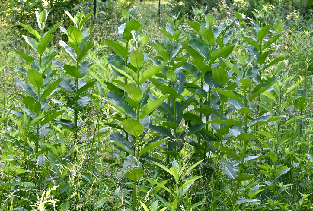 Common Milkweed (Asclepias syriaca) 2x2x3" Pot