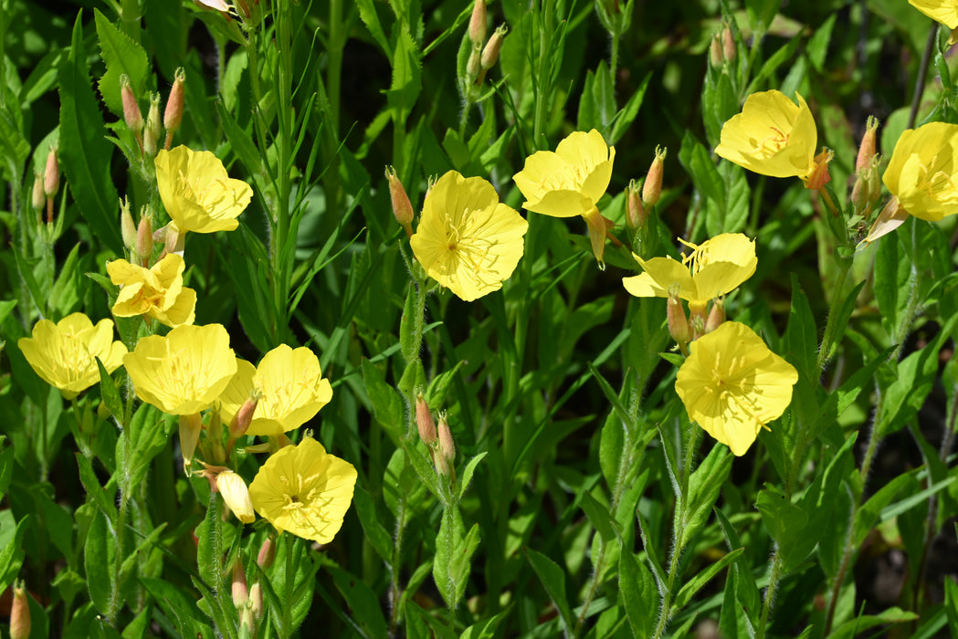 Prairie Sundrops (Oenothera pilosella) 2x2x3" Pot