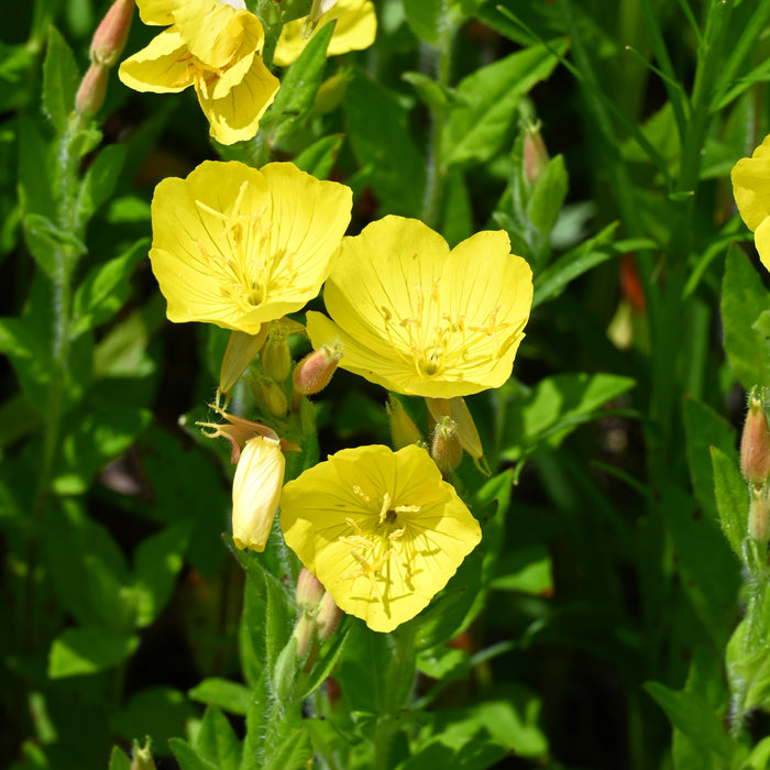 Prairie Sundrops (Oenothera pilosella) 2x2x3" Pot