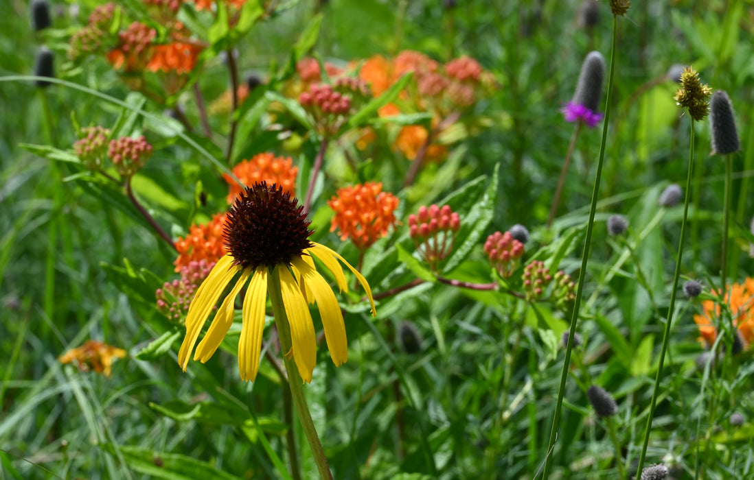 Ozark Coneflower (Echinacea paradoxa)