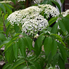 American Elderberry (Sambucus canadensis)