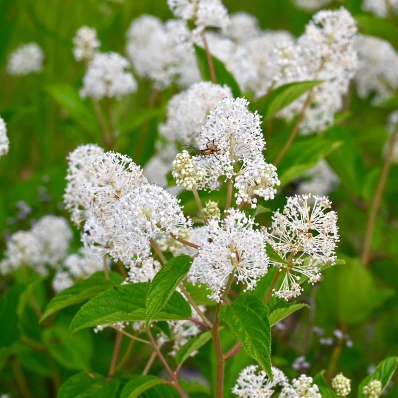 New Jersey Tea (Ceanothus americanus)