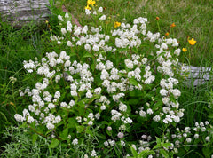 New Jersey Tea (Ceanothus americanus)