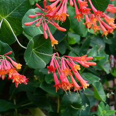 Coral Honeysuckle (Lonicera sempervirens)