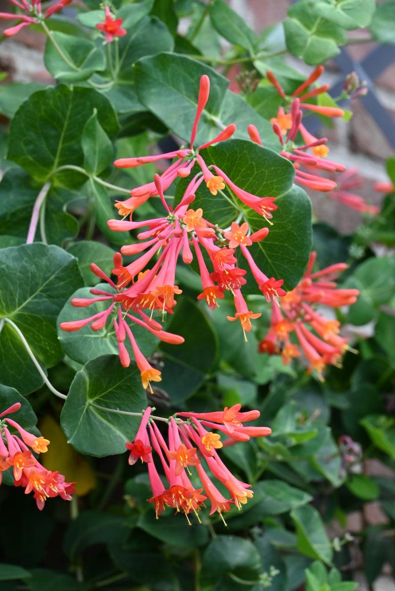 Coral Honeysuckle (Lonicera sempervirens)