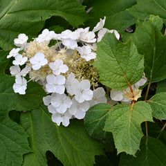 Oakleaf Hydrangea (Hydrangea quercifolia)