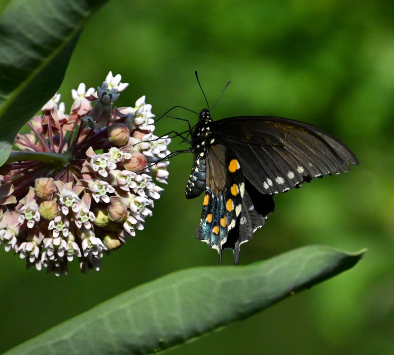 Common Milkweed (Asclepias syriaca) 2x2x3" Pot