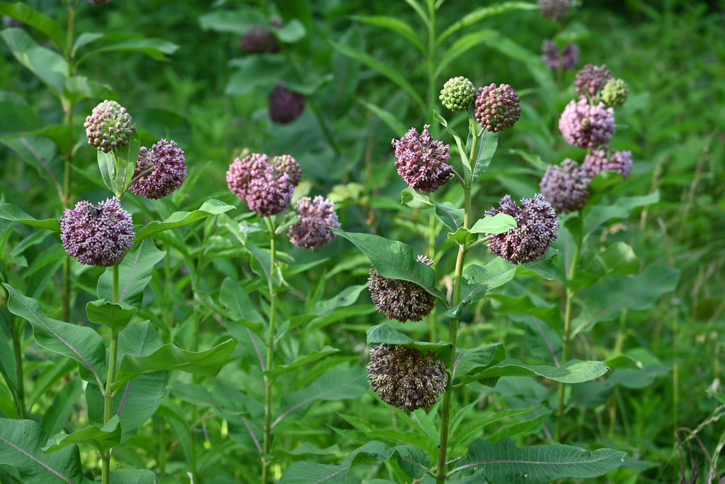 Common Milkweed (Asclepias syriaca) 2x2x3" Pot