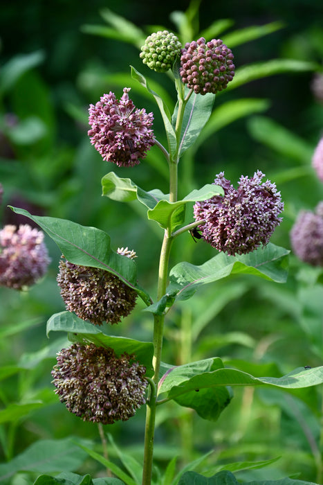 Common Milkweed (Asclepias syriaca) 2x2x3" Pot