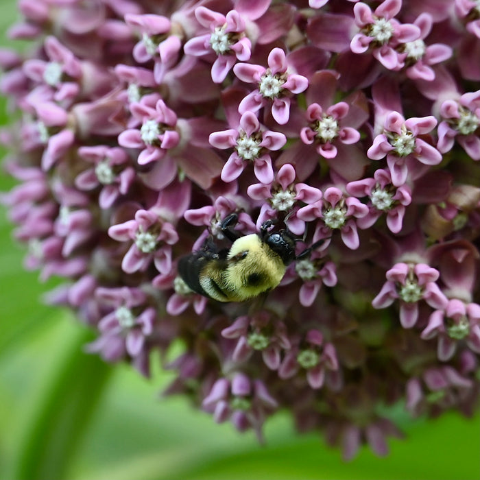 Common Milkweed (Asclepias syriaca) 2x2x3" Pot