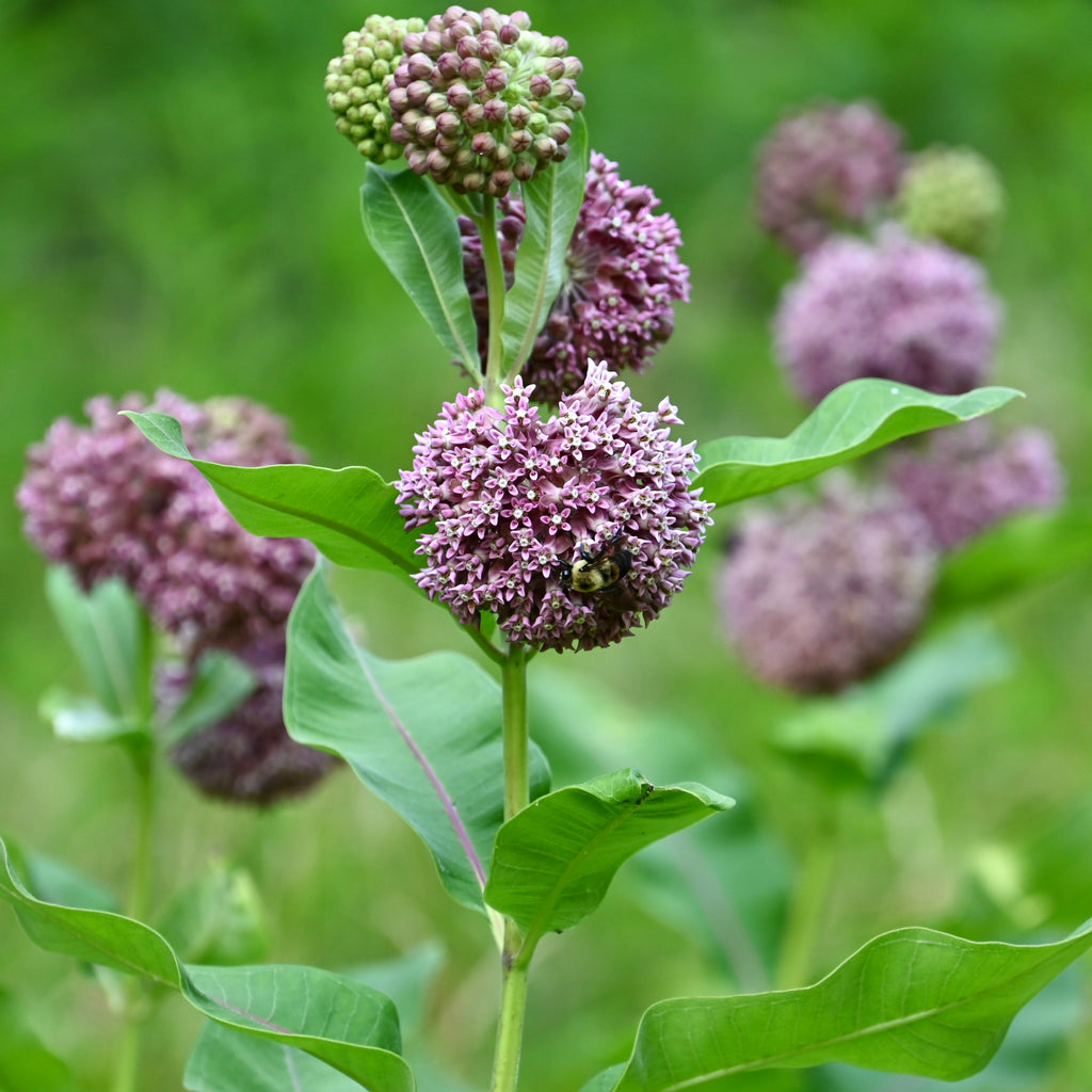 Common Milkweed (Asclepias syriaca) 2x2x3" Pot  Native Plants Unlimited LLC