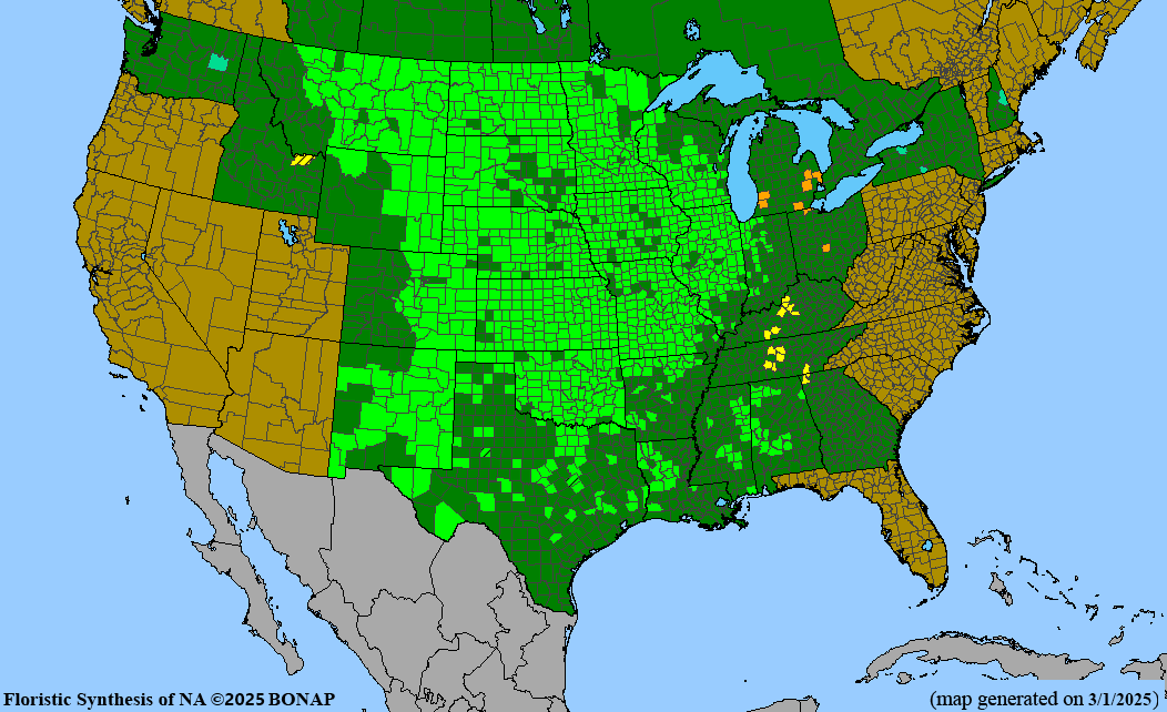 Seed Pack - Purple Prairie Clover (Dalea purpurea)
