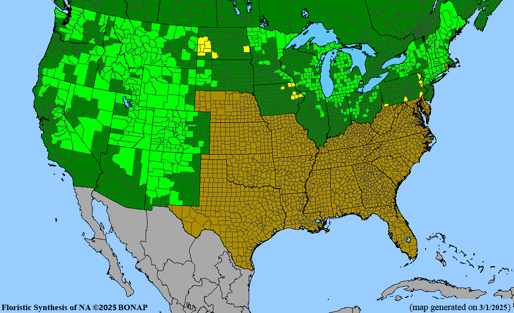 Shrubby Cinquefoil (Potentilla fruticosa)
