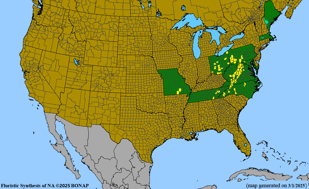 Seed Pack - Tall Larkspur (Delphinium exaltatum)