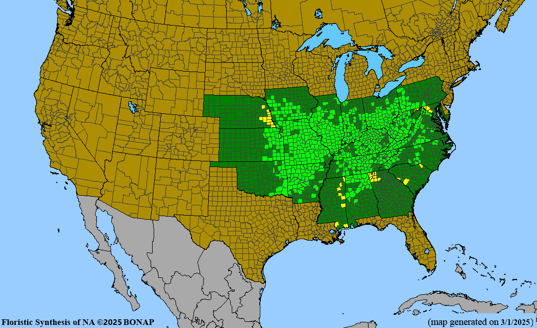 Dwarf Larkspur (Delphinium tricorne) BARE ROOT