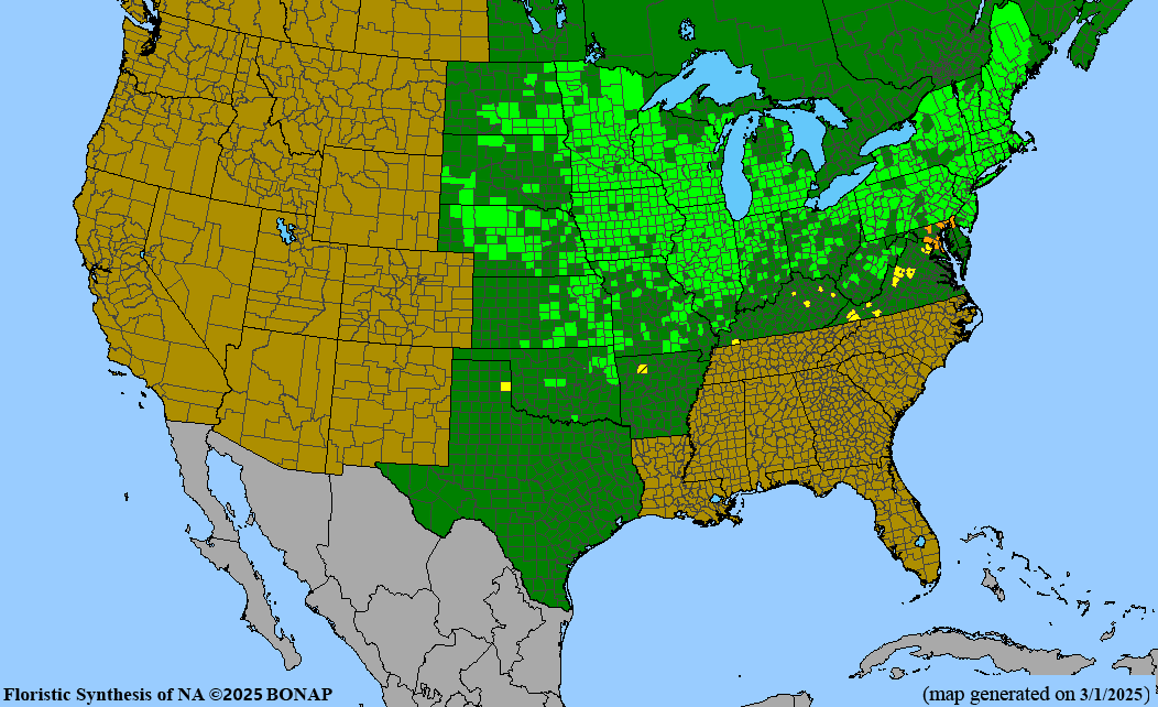 Showy Tick-trefoil (Desmodium canadense)
