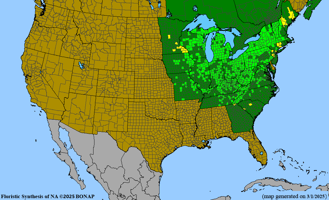 Squirrel Corn (Dicentra canadensis) BARE ROOT