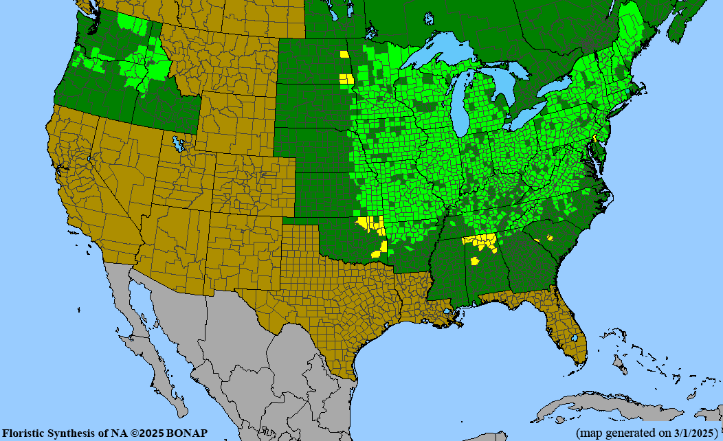 Dutchman’s Breeches (Dicentra cucullaria) BARE ROOT