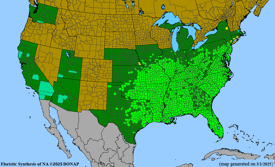 American Persimmon (Diospyros virginiana) 1 GAL