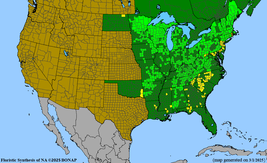 Leatherwood (Dirca palustris)