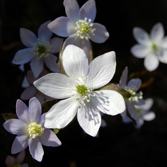 Sharp-lobed Hepatica (Hepatica nobilis var. acutiloba) BARE ROOT