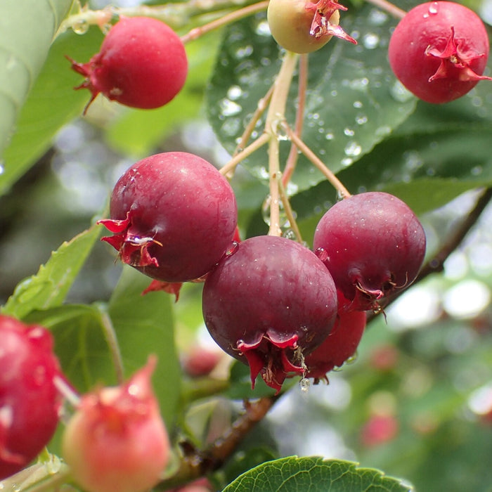 Shadblow Serviceberry (Amelanchier canadensis)