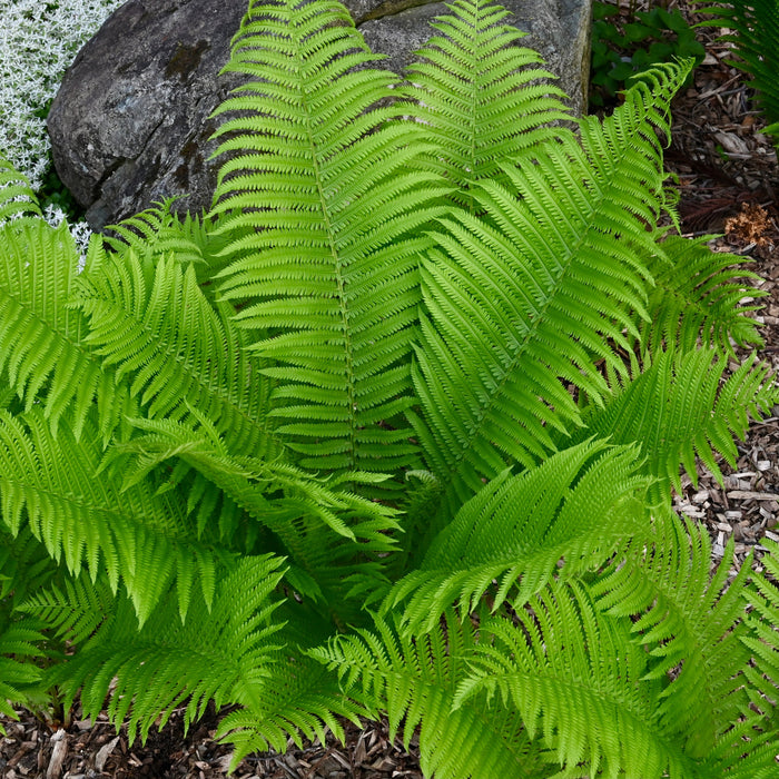 Ostrich Fern (Matteuccia struthiopteris) BARE ROOT