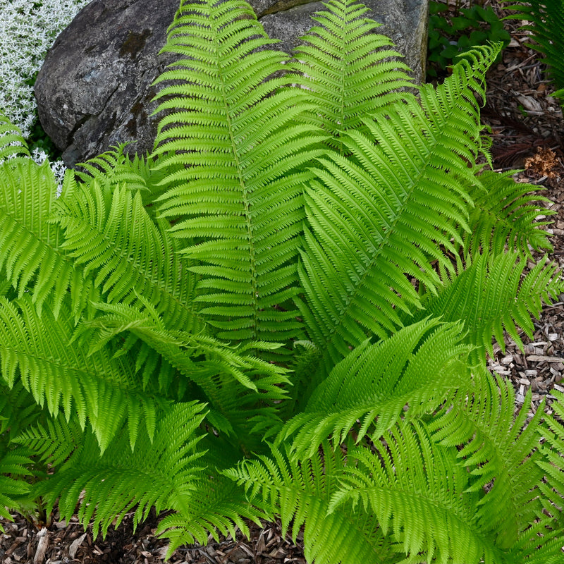 Ostrich Fern (Matteuccia struthiopteris) BARE ROOT - SHIPS BEGINNING WEEK OF 12/2