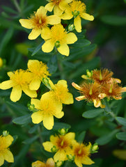 Kalm’s St. John’s Wort (Hypericum kalmianum)