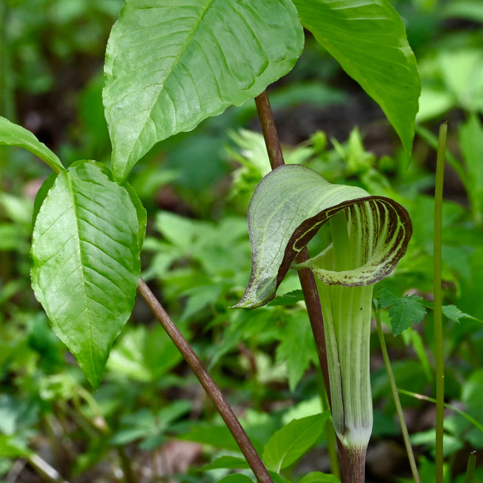 Jack-in-the-Pulpit (Arisaema triphyllum) BARE ROOT