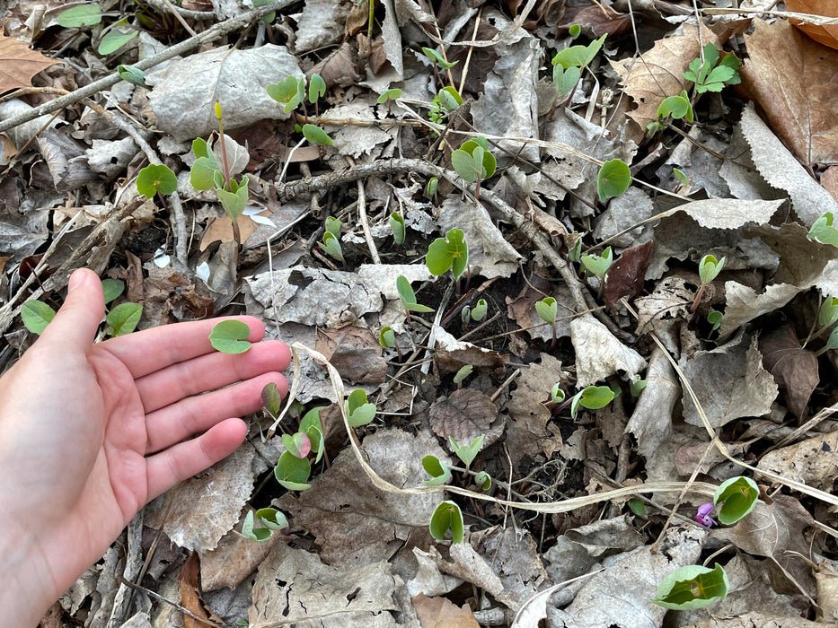 Bloodroot (Sanguinaria canadensis) BARE ROOT