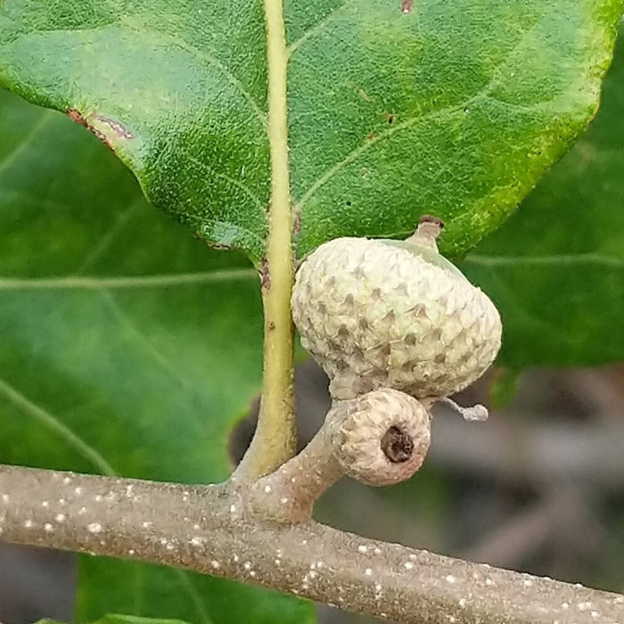 Post Oak (Quercus stellata) 1 GAL