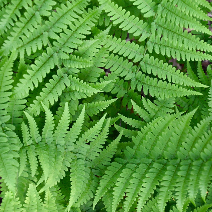 Marginal Wood Fern (Dryopteris marginalis) BARE ROOT