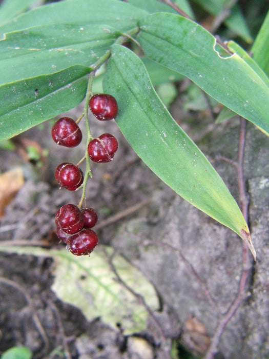 Starry Solomon’s Plume (Maianthemum stellatum) BARE ROOT