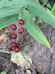 Starry Solomon’s Plume (Maianthemum stellatum) BARE ROOT - SHIPS BEGINNING WEEK OF 12/2